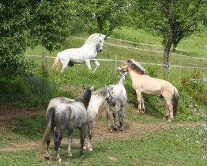 Hier sind sie alle f&uuml;nf - vier Lipizzaner und ein Fjordpferd!