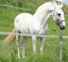 Lipizzanerhengst Neapolitano Montana, genannt Napoli