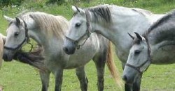 Die Lipizzanerwallache Siglavy Trompeta IV, Siglavy Trompeta II und Siglavy Capra