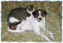Srecko und Muc Srecko und Muc