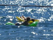 Sich treiben lassen im Meer bei Piran (Foto: Gudrun M.) Sich treiben lassen im Meer bei Piran (Foto: Gudrun M.)