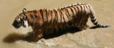 Zoo Ljubljana - Abkühlung vor der Sommerhitze (Foto: privat) Zoo Ljubljana - Abkühlung vor der Sommerhitze (Foto: privat)